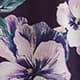 Vivid Violet